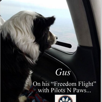 Gus being transported by Pilots 'N Paws to a reputable rescue.