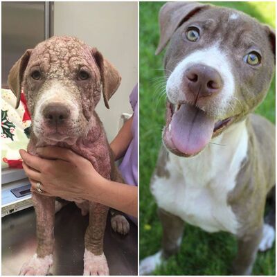 Jimbo before & after FOA had him treated for mange.